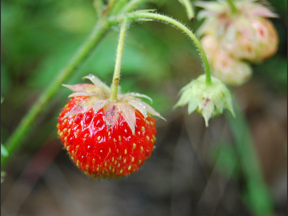red strawberry closeup photography HD wallpaper